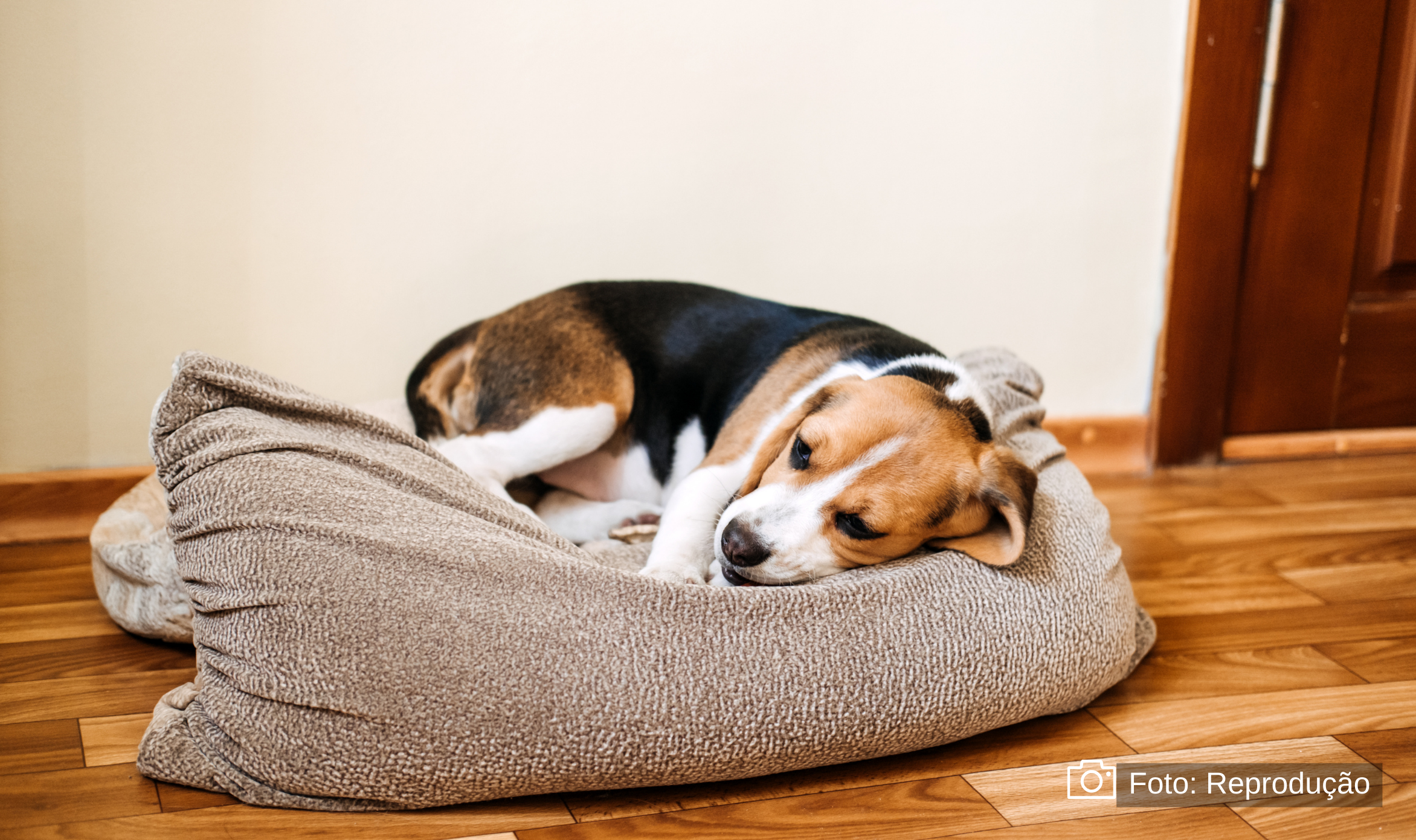 Doenças em cães: Prevenção é a chave