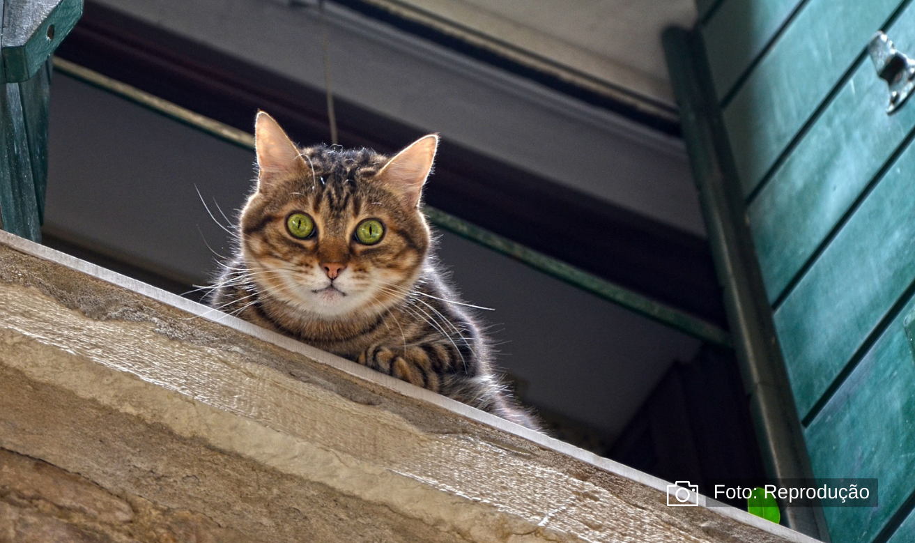 7 curiosidades sobre os GATOS