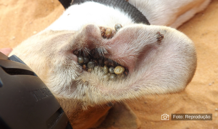 Carrapatos em cães: dicas essenciais para manter seu animal de estimação saudável