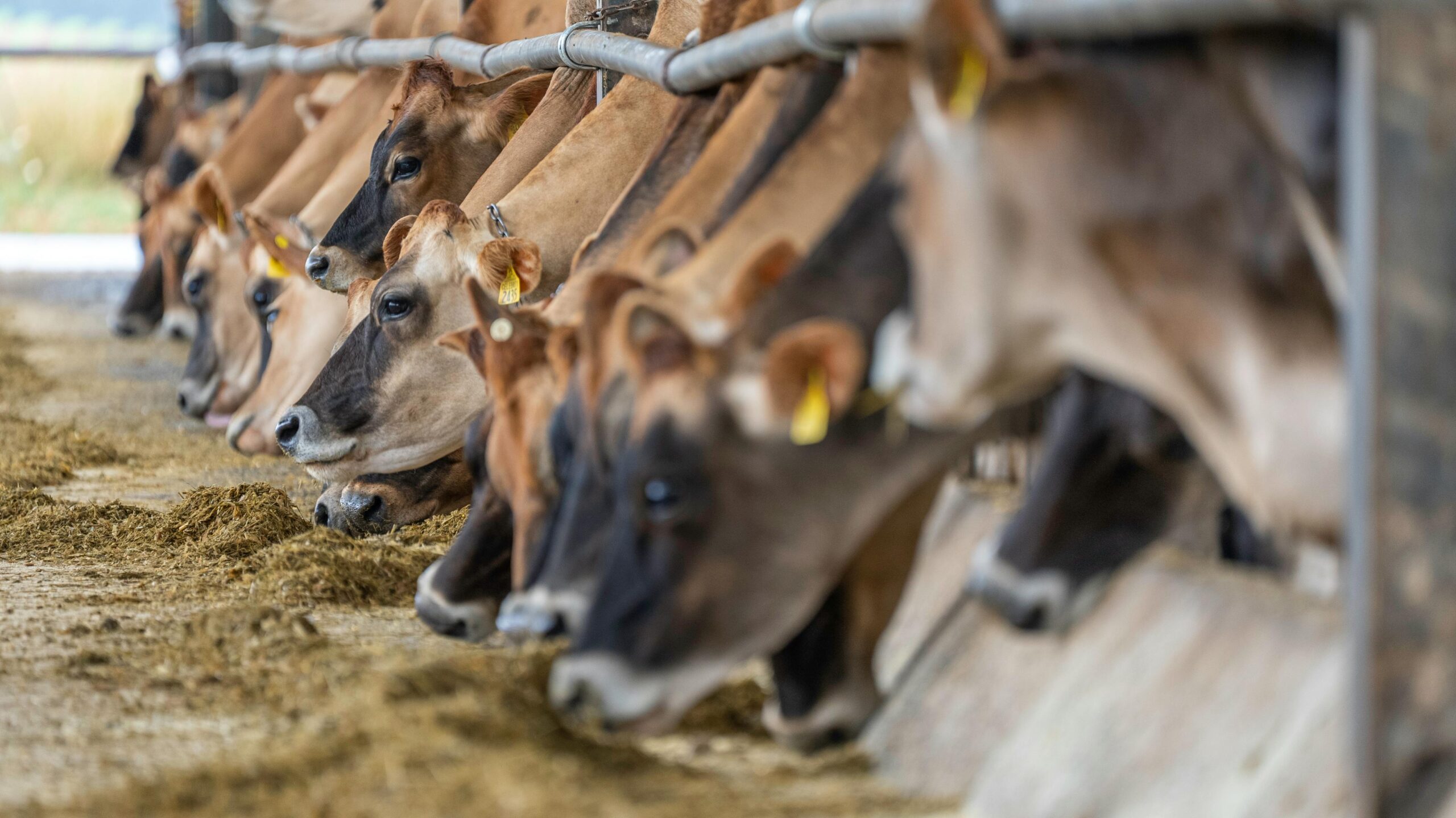 Saiba quais são as fases de criação e suplementação nutricional para o gado