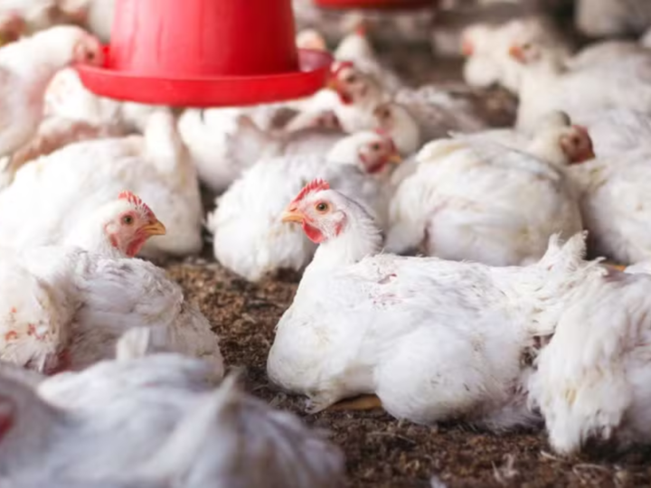 Preços do frango reagem, enquanto os dos ovos caem