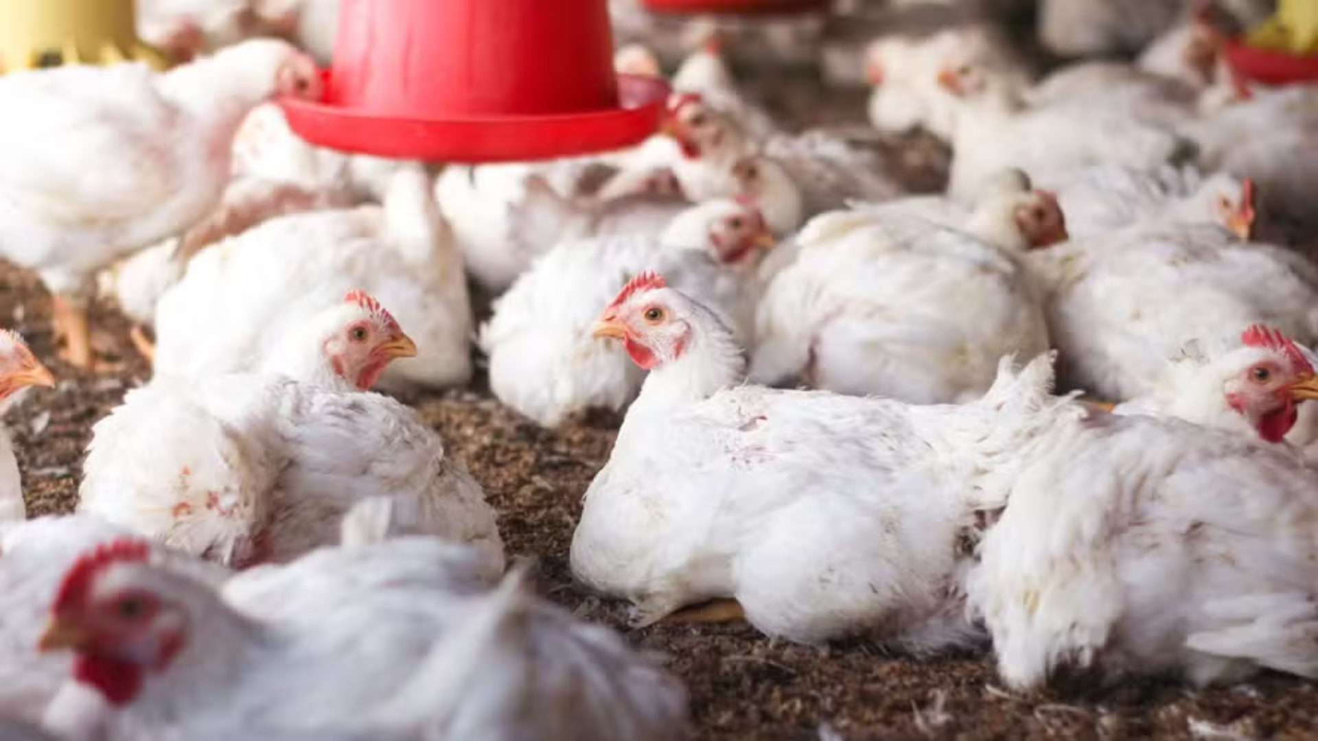 Preços do frango reagem, enquanto os dos ovos caem