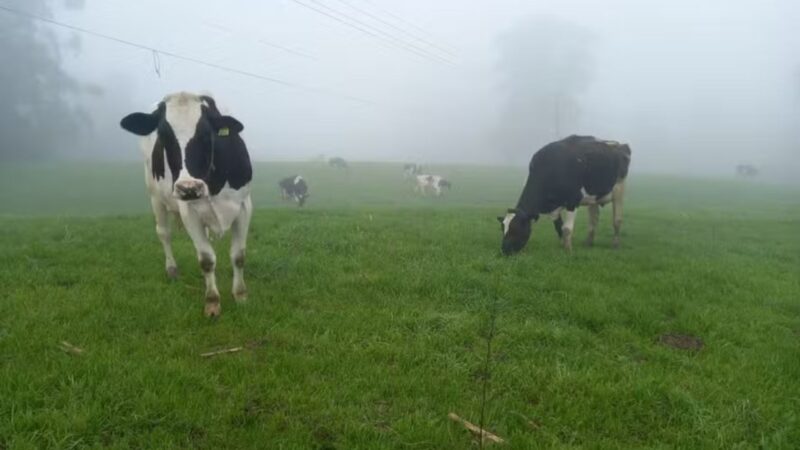 Baixas temperaturas exigem cuidados adicionais com gado leiteiro