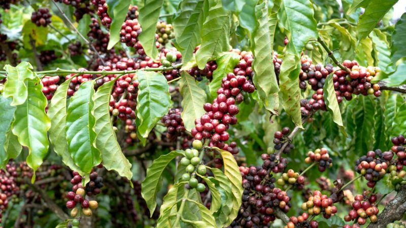 Clima no Brasil faz preço do café subir de novo em setembro
