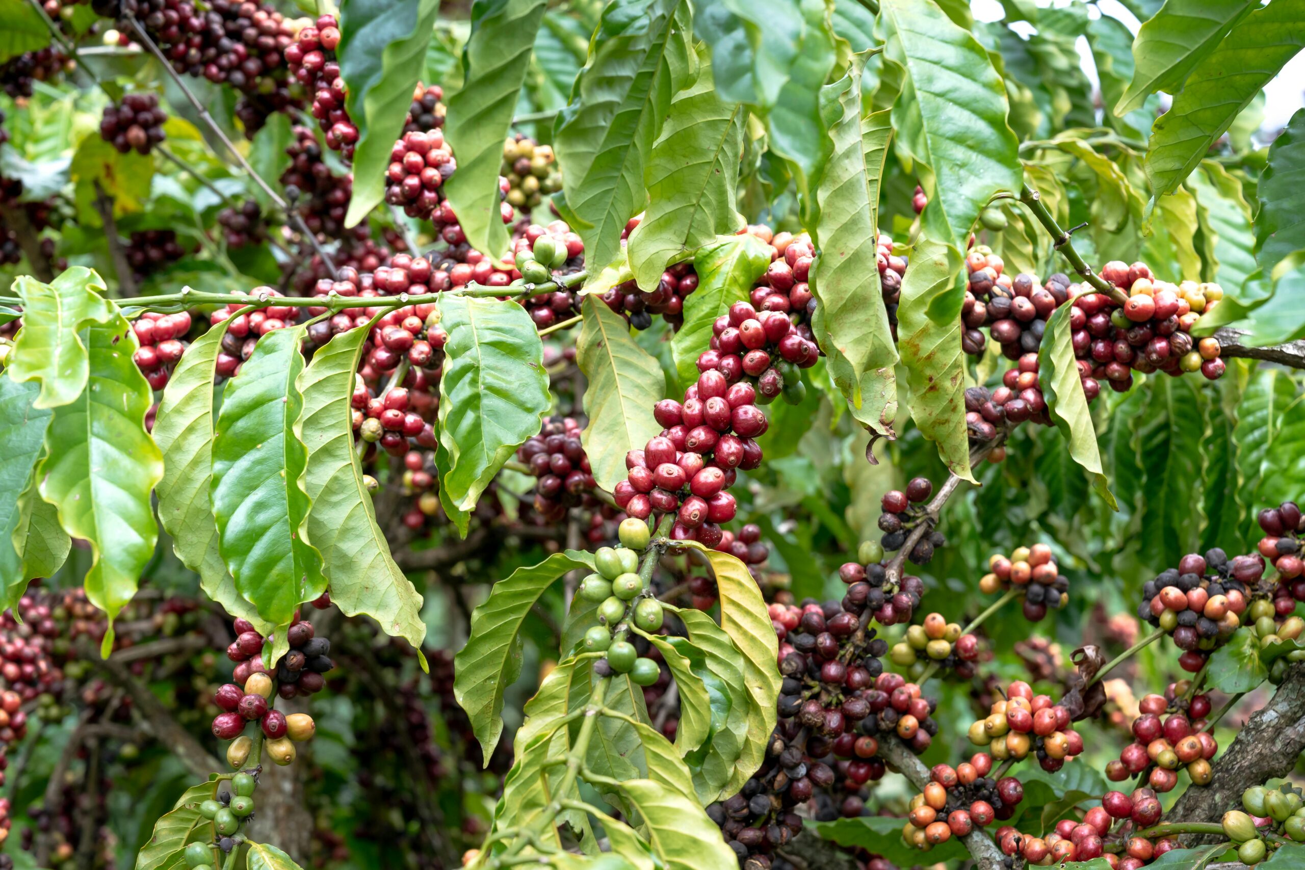 Clima no Brasil faz preço do café subir de novo em setembro
