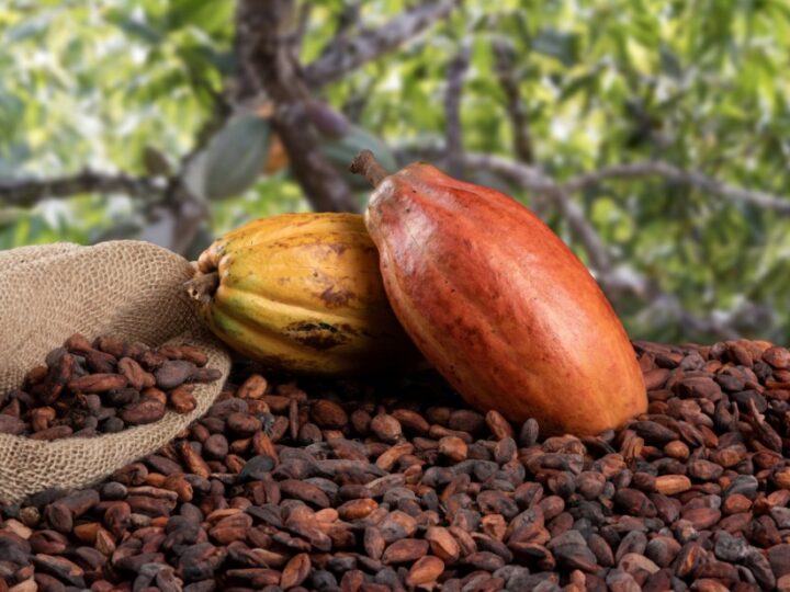 Ministério suspende importação de cacau da Costa do Marfim por risco fitossanitário
